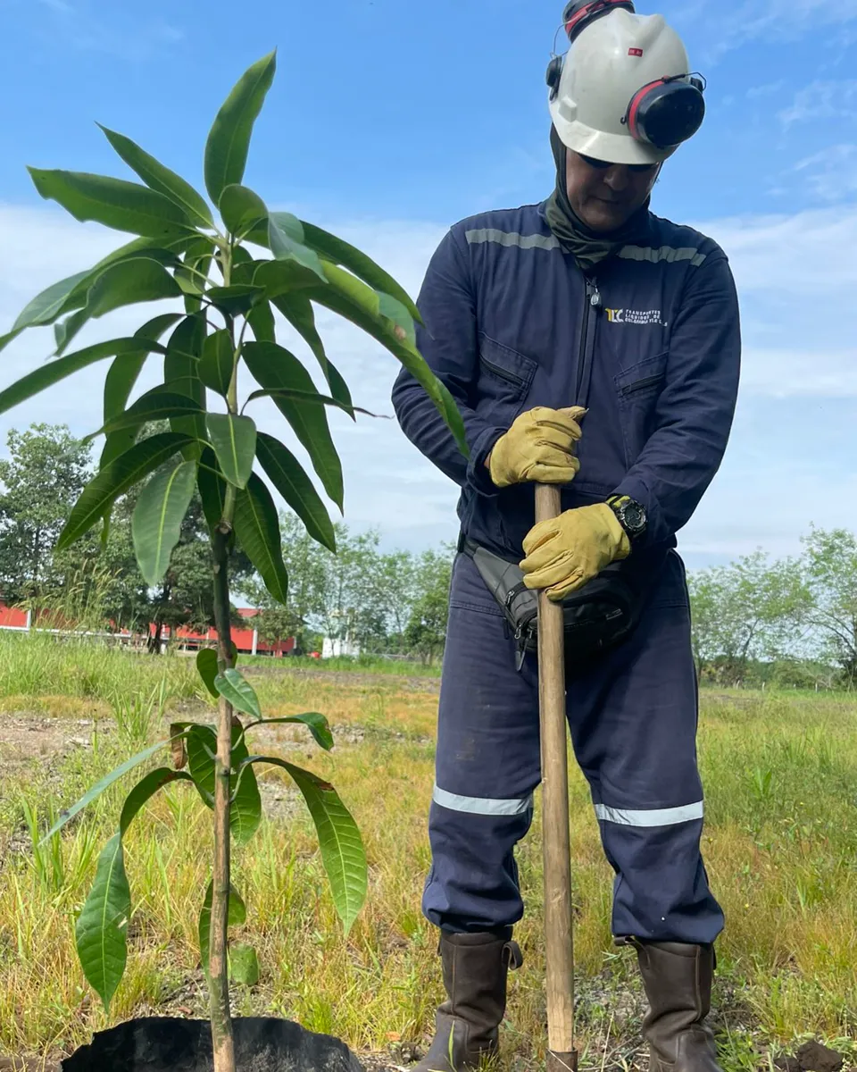 Colaborador de TLC sembrando un árbol en una jornada ambiental